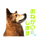 ビビり犬ミミちゃんのスタンプ【敬語多め】（個別スタンプ：40）