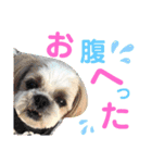 愉快なわんちゃんず（個別スタンプ：4）
