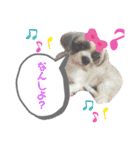 愉快なわんちゃんず（個別スタンプ：5）