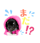 くぅぅぅたんスタンプ（個別スタンプ：6）