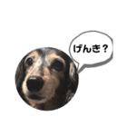 ミニチュアダックスはなちゃんの日常2（個別スタンプ：13）