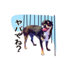 chiuhauha Bro's（個別スタンプ：7）