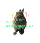 ぼくはココアくんです。②（個別スタンプ：1）