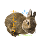 ぼくはココアくんです。②（個別スタンプ：2）