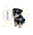 こぱんのスタンプだよ！（個別スタンプ：6）