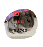 ハムスター モモ オト（個別スタンプ：2）