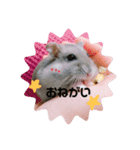 ハムスター モモ オト（個別スタンプ：5）