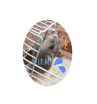 ハムスター モモ オト（個別スタンプ：7）