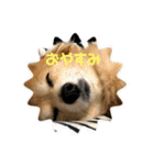 かわいいくうちゃんナンバー1（個別スタンプ：38）