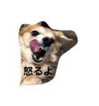 かわいいくうちゃんナンバー1（個別スタンプ：39）