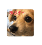 かわいいくうちゃんナンバー1（個別スタンプ：40）