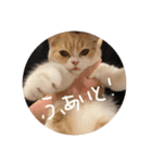 あい あむ は〜ちん2（個別スタンプ：5）