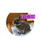 チョミナガ（個別スタンプ：7）