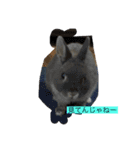 チョミナガ（個別スタンプ：9）