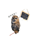 大好きなフクロウスタンプ（個別スタンプ：4）