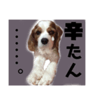 関西の可愛すぎるチョコビだワン♡パート4（個別スタンプ：2）
