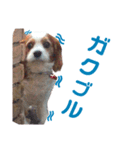 関西の可愛すぎるチョコビだワン♡パート4（個別スタンプ：3）