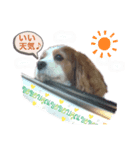 関西の可愛すぎるチョコビだワン♡パート4（個別スタンプ：7）