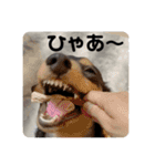 萌衣ちゃんねる（個別スタンプ：13）