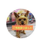 トリミング挨拶（個別スタンプ：1）