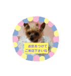 トリミング挨拶（個別スタンプ：4）