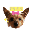 トリミング挨拶（個別スタンプ：8）
