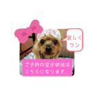 トリミング挨拶（個別スタンプ：11）