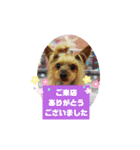 トリミング挨拶（個別スタンプ：12）