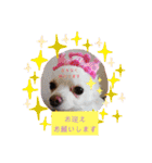 トリミング挨拶（個別スタンプ：16）