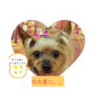 トリミング挨拶（個別スタンプ：20）