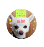 トリミング挨拶（個別スタンプ：22）