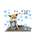 こつぶ Stray dog（個別スタンプ：1）