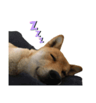 こつぶ Stray dog（個別スタンプ：2）