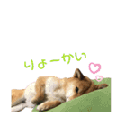こつぶ Stray dog（個別スタンプ：3）