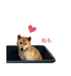 こつぶ Stray dog（個別スタンプ：4）