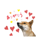 こつぶ Stray dog（個別スタンプ：5）