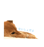 こつぶ Stray dog（個別スタンプ：6）