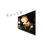 こつぶ Stray dog（個別スタンプ：7）