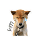 こつぶ Stray dog（個別スタンプ：8）