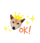 こつぶ Stray dog（個別スタンプ：9）