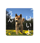 こつぶ Stray dog（個別スタンプ：10）