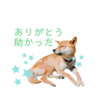 こつぶ Stray dog（個別スタンプ：11）