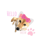 こつぶ Stray dog（個別スタンプ：12）