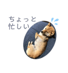 こつぶ Stray dog（個別スタンプ：14）