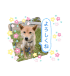 こつぶ Stray dog（個別スタンプ：15）