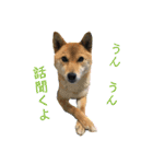 こつぶ Stray dog（個別スタンプ：16）