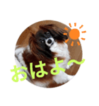 パピヨン大好き♪（個別スタンプ：1）