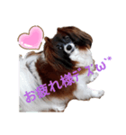 パピヨン大好き♪（個別スタンプ：2）