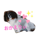 パピヨン大好き♪（個別スタンプ：3）