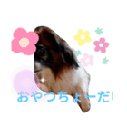 パピヨン大好き♪（個別スタンプ：4）